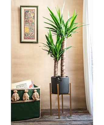 Ayaklı Saksıda Yuka 110 cm